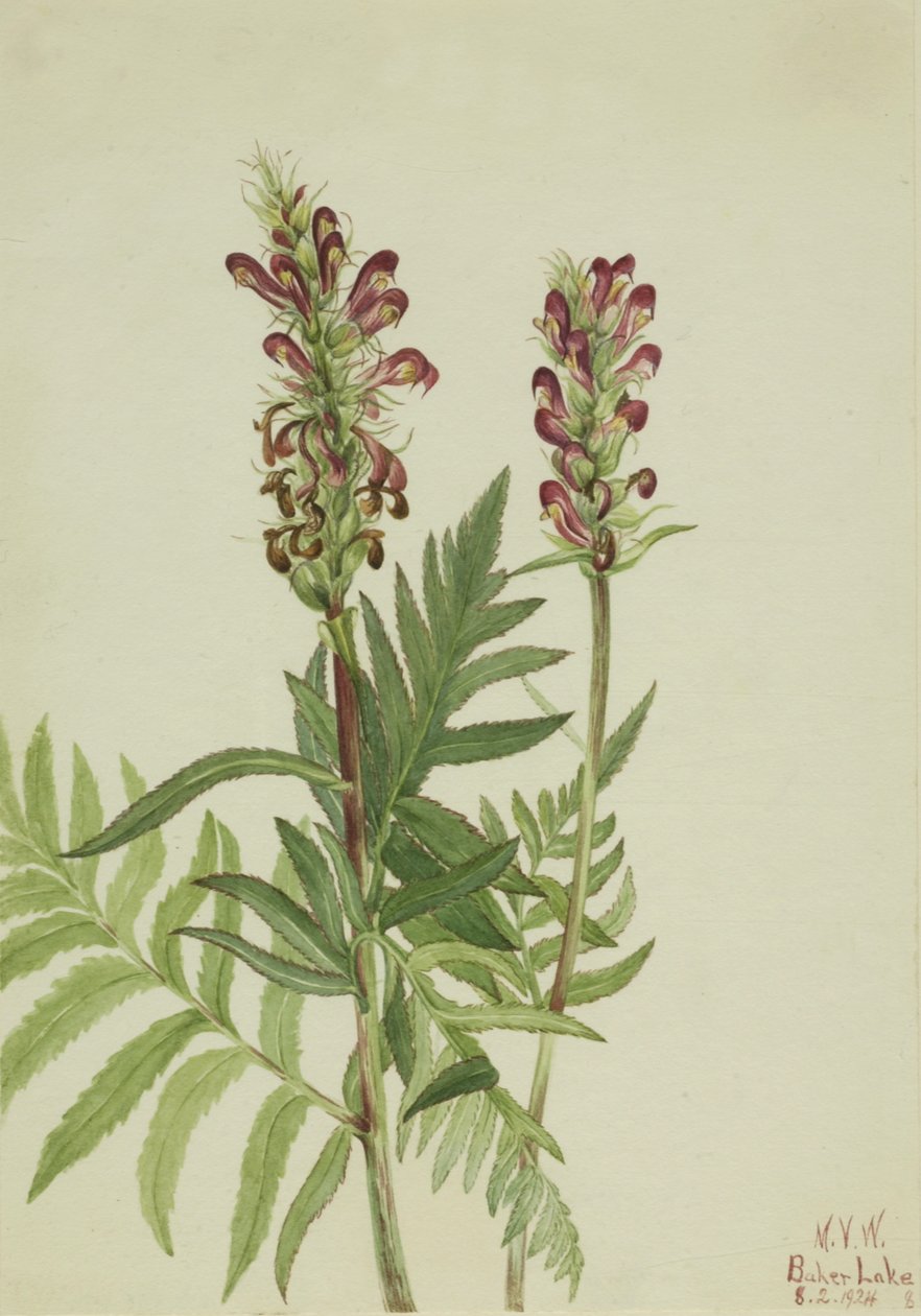 Red-Helmet Pedicularis bracteosa, 1924. de Mary Vaux Walcott