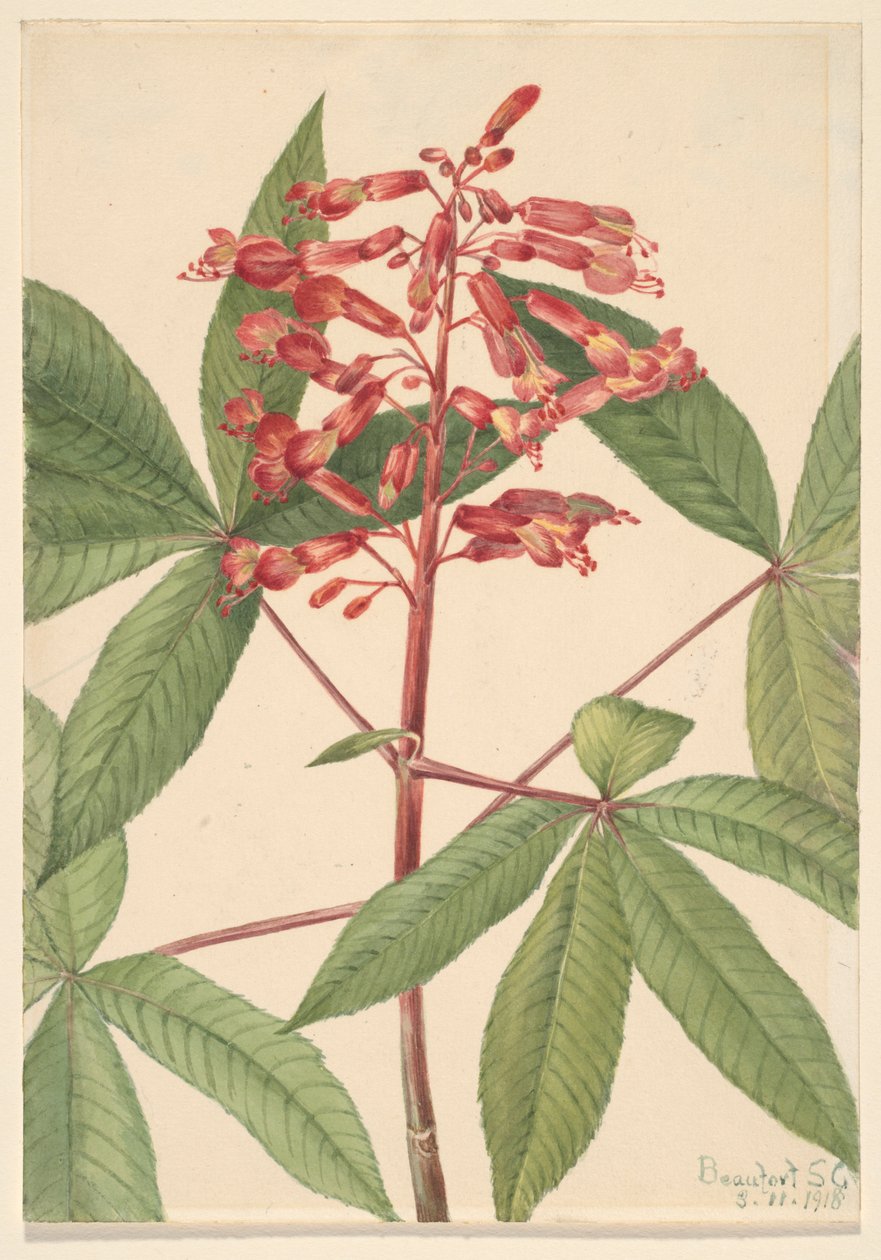 Tutor-vermelho (Aesculus pavia) de Mary Vaux Walcott