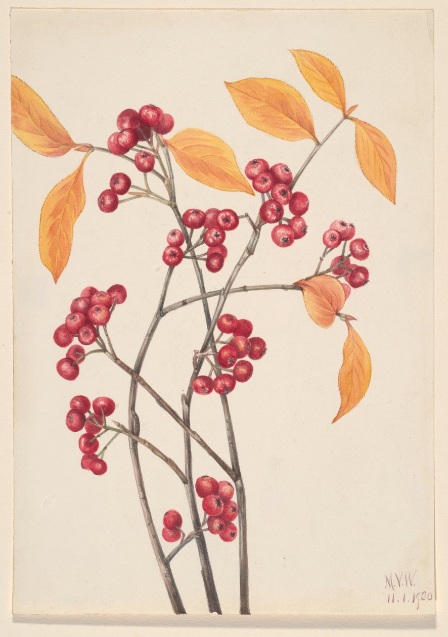 Aronia arbutifolia (Aronia arbutifolia) de Mary Vaux Walcott