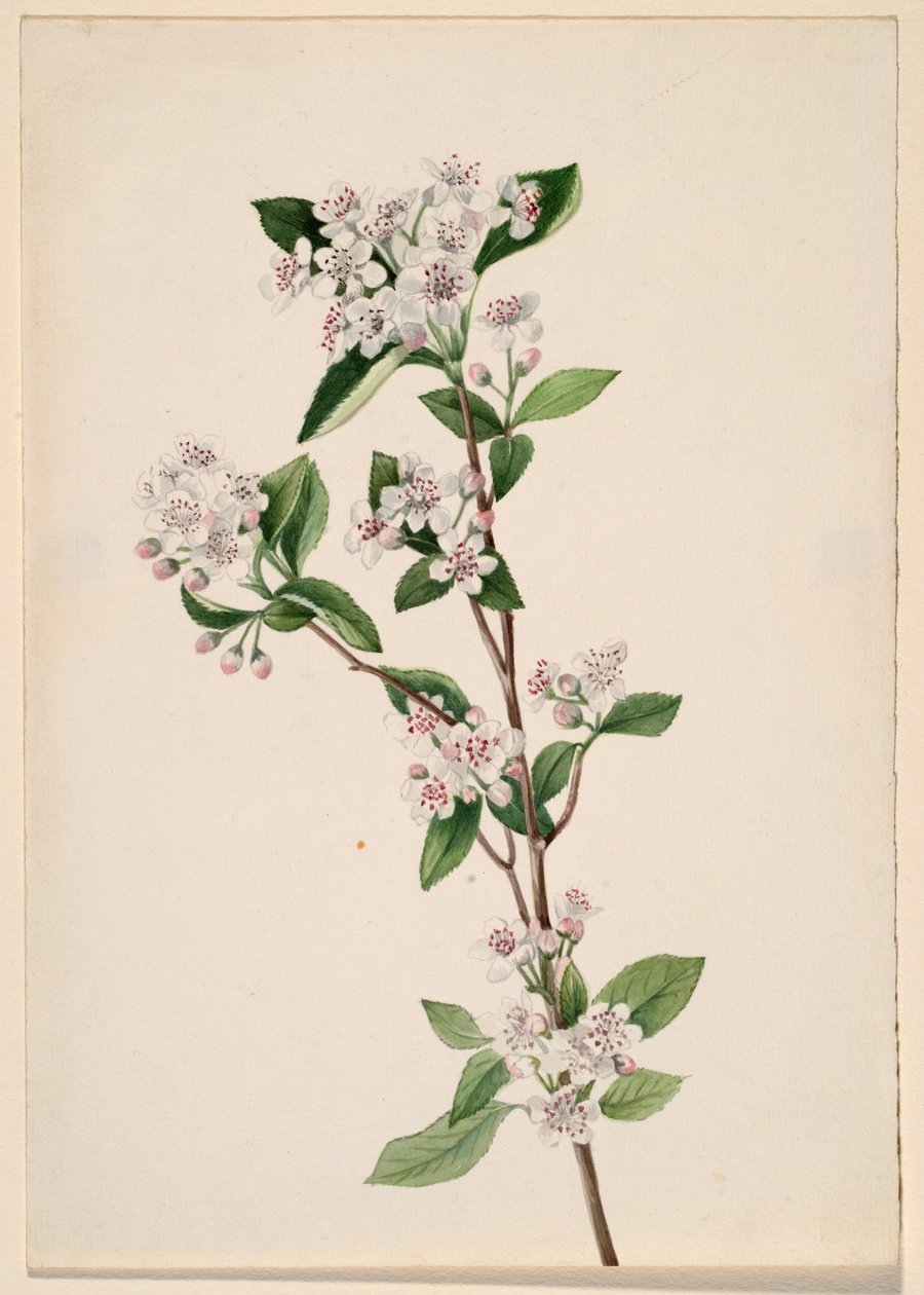 Aronia arbutifolia (Aronia arbutifolia) de Mary Vaux Walcott