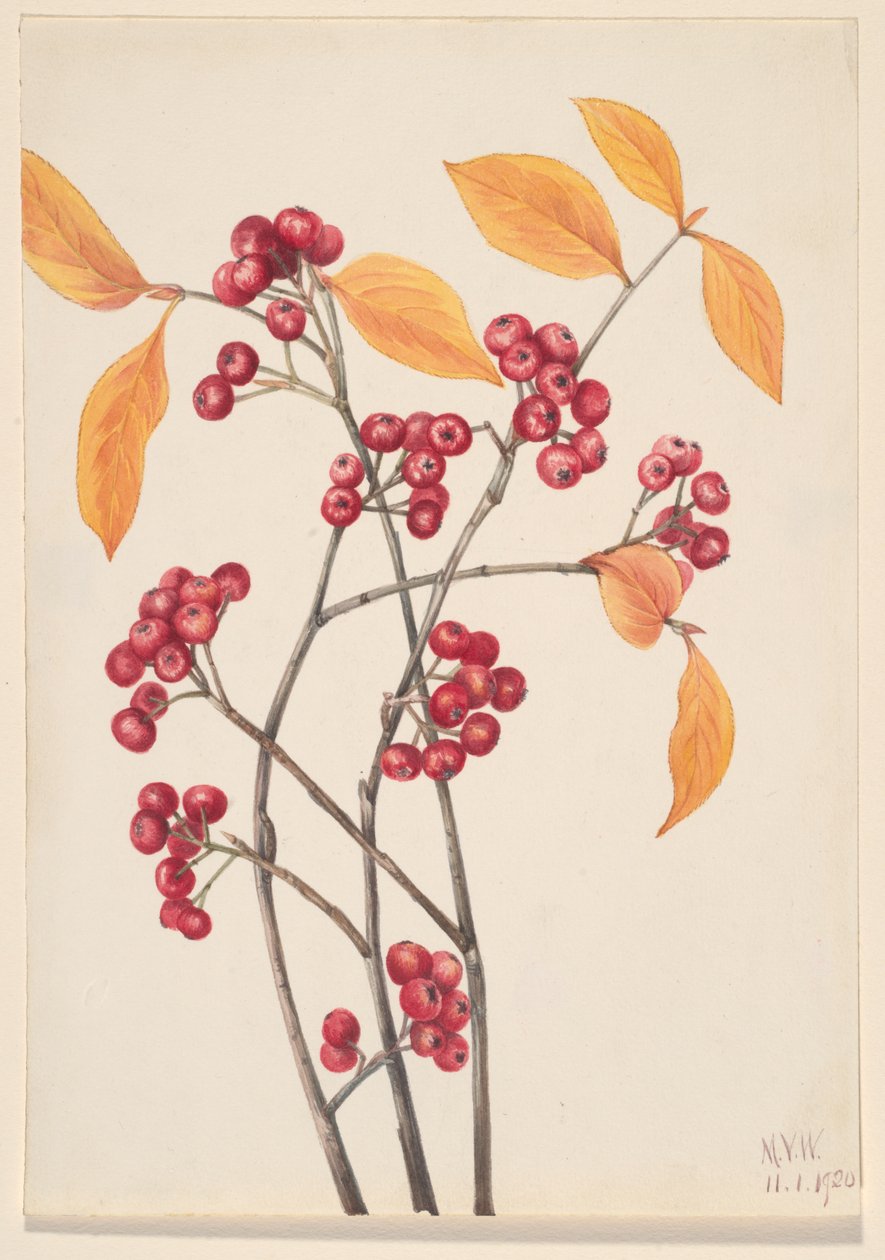 Red Chokeberry Aronia arbutifolia, 1920. de Mary Vaux Walcott
