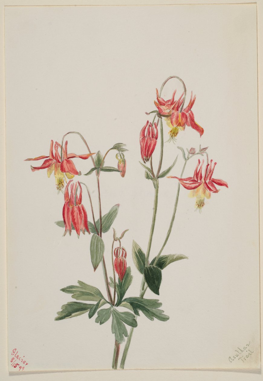 Columbina vermelha (Aquilegia formosa) de Mary Vaux Walcott