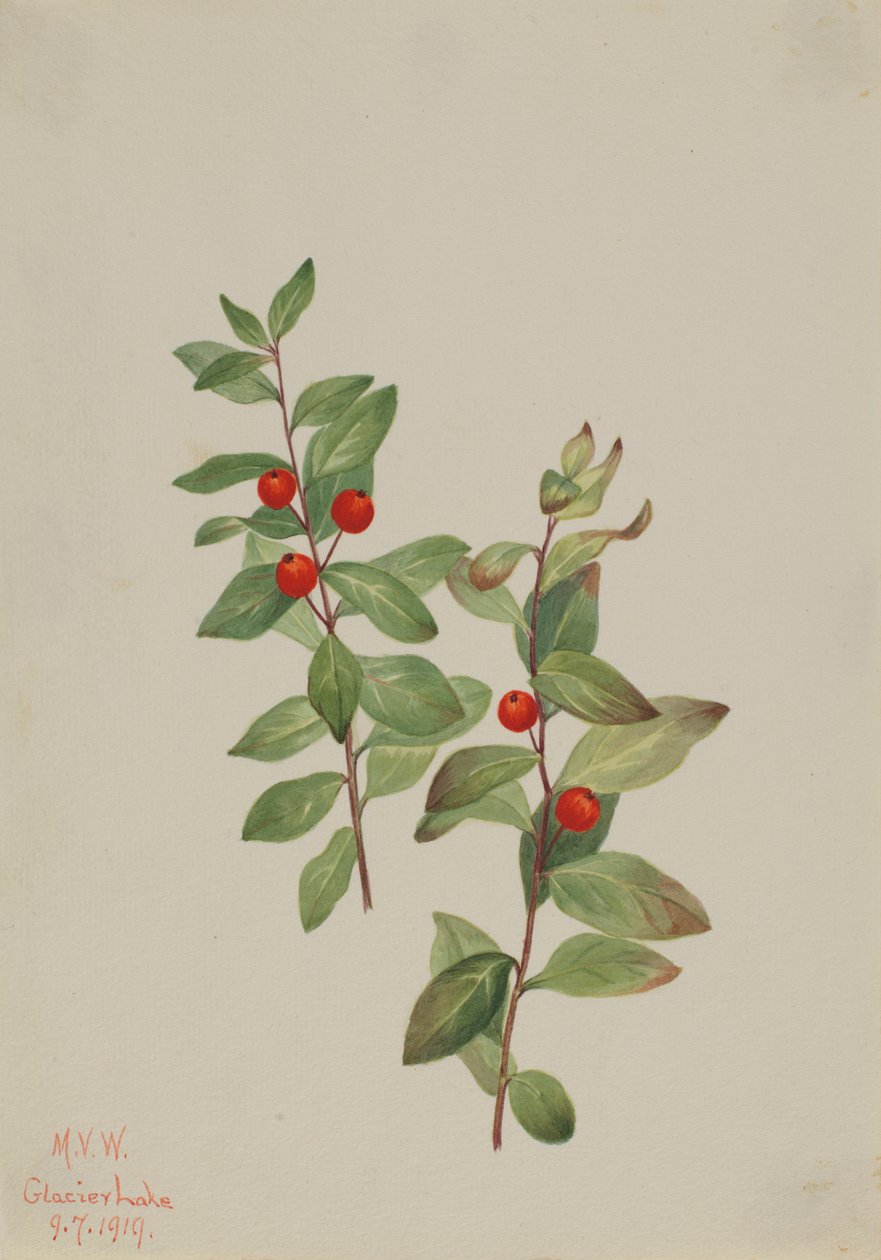 Comandra vermelha (Comandra livida) de Mary Vaux Walcott