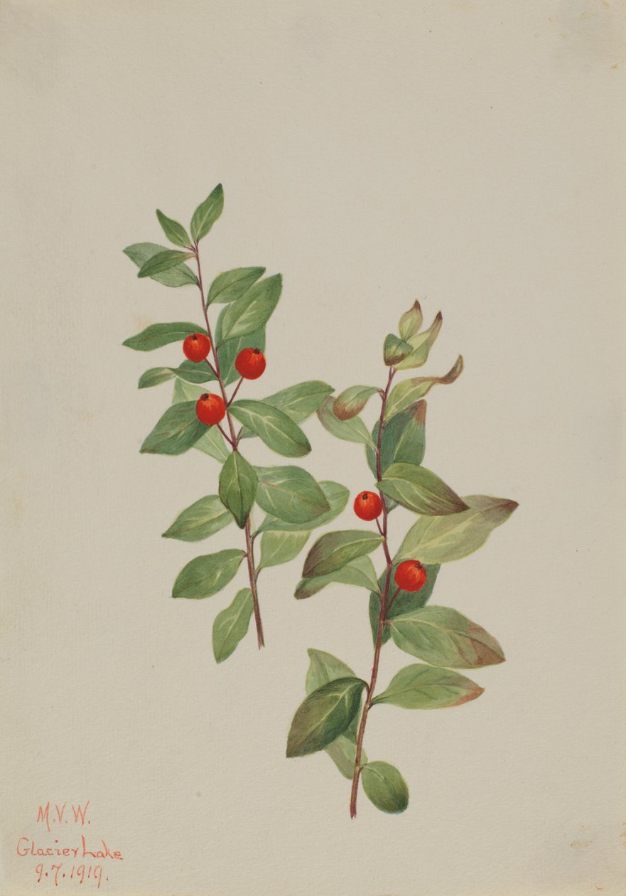 Red Comandra Comandra Livida, 1919. de Mary Vaux Walcott