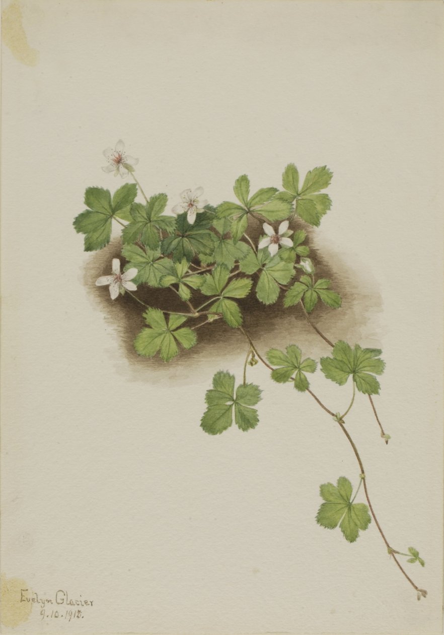 Bagaço vermelho (Rubus pedatus) de Mary Vaux Walcott