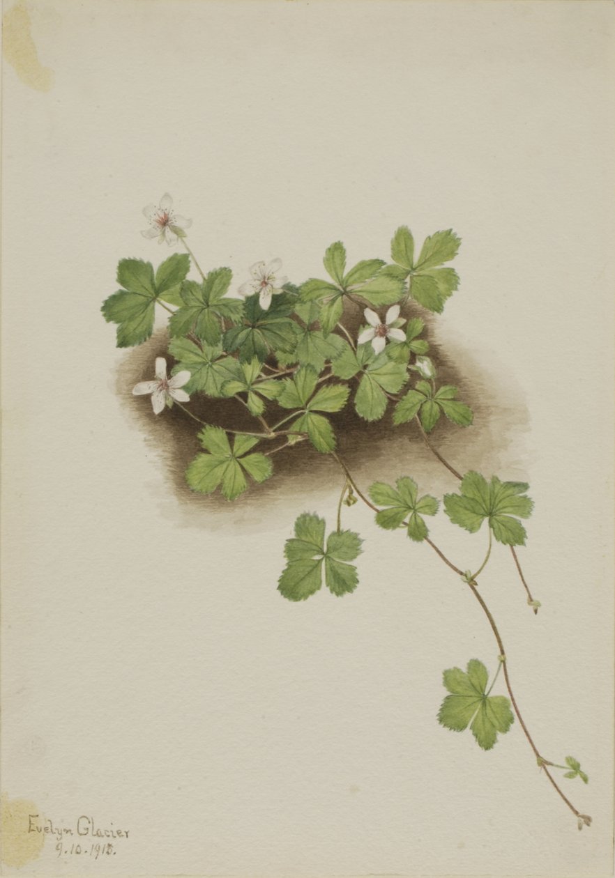 Red Dewberry Rubus pedatus, 1918. de Mary Vaux Walcott