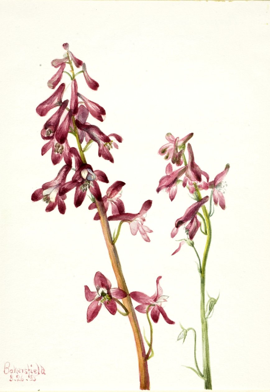 Larkspur vermelho (Delphinium nudicale) de Mary Vaux Walcott