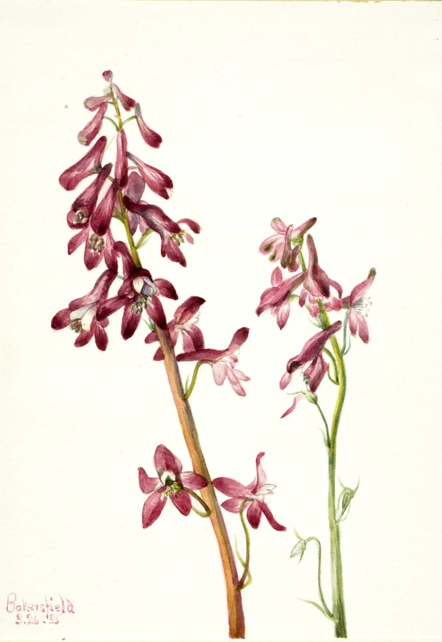 Red Larkspur Delphinium nudicale, 1935. de Mary Vaux Walcott