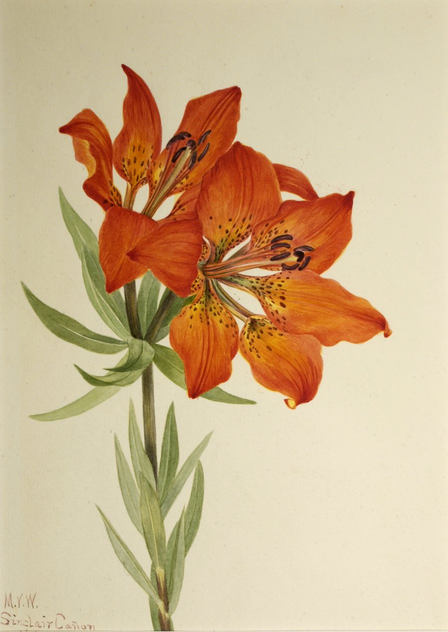 Red Lily Lilium montanum, 1923. de Mary Vaux Walcott