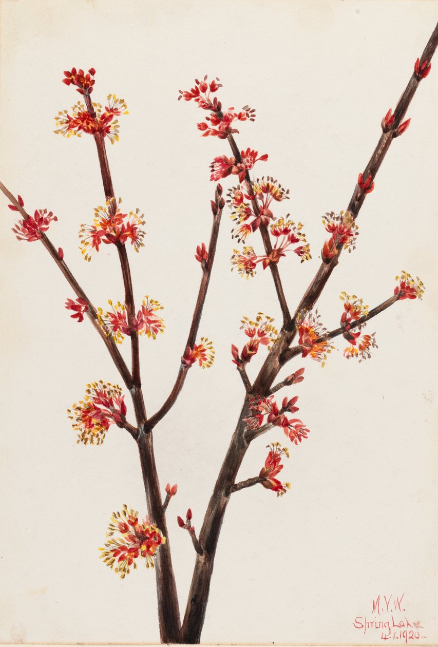 Ácer vermelho (Acer rubrum) de Mary Vaux Walcott
