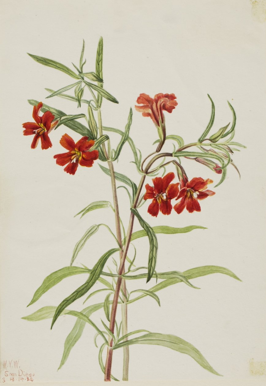 Flor de macaco vermelha (Diplaucus puniceus) de Mary Vaux Walcott