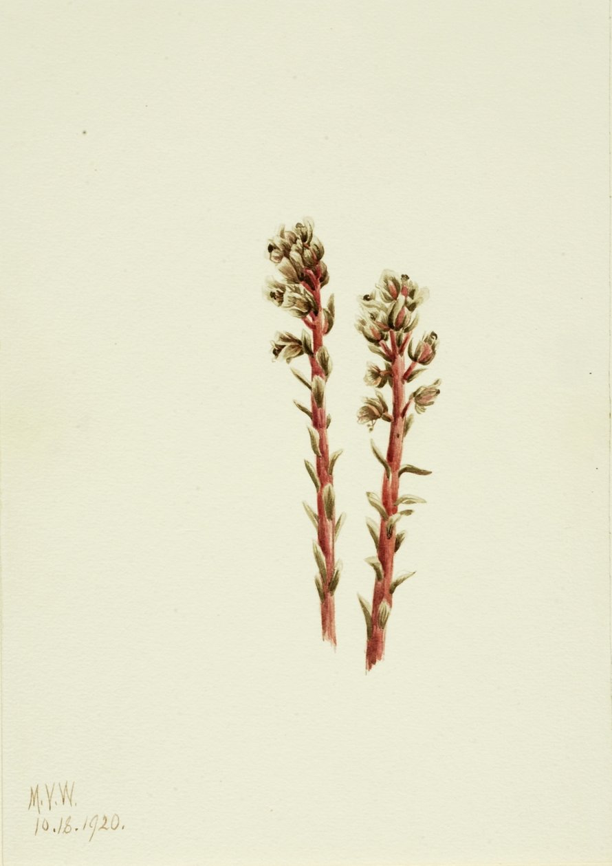 Pinheiro-vermelho (Hypopitys lanuginosa) de Mary Vaux Walcott