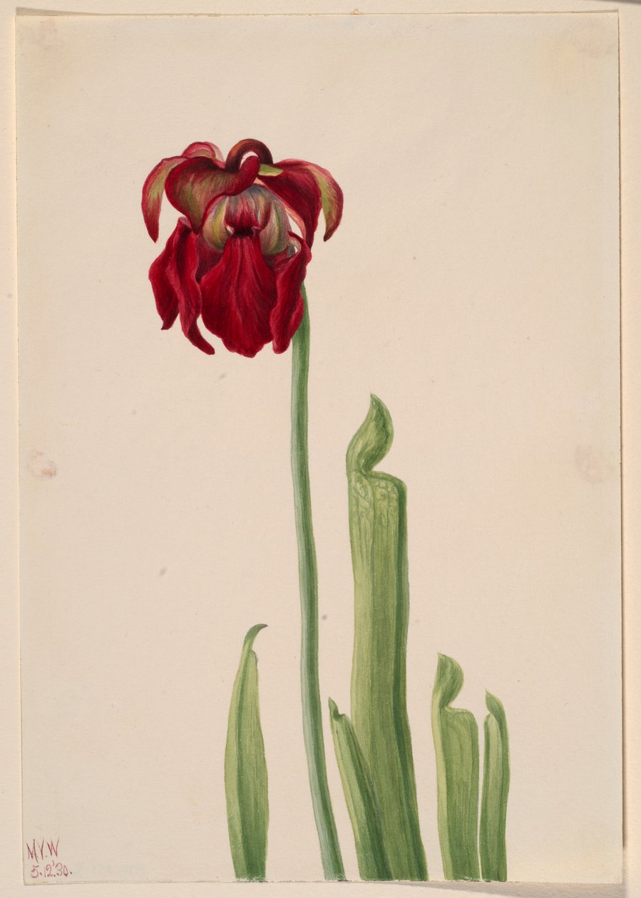 Planta de jarro vermelho (Sarracenia jonesii) de Mary Vaux Walcott