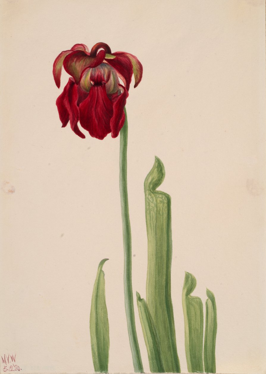 Red Pitcherplant Sarracenia jonesii, 1930. de Mary Vaux Walcott