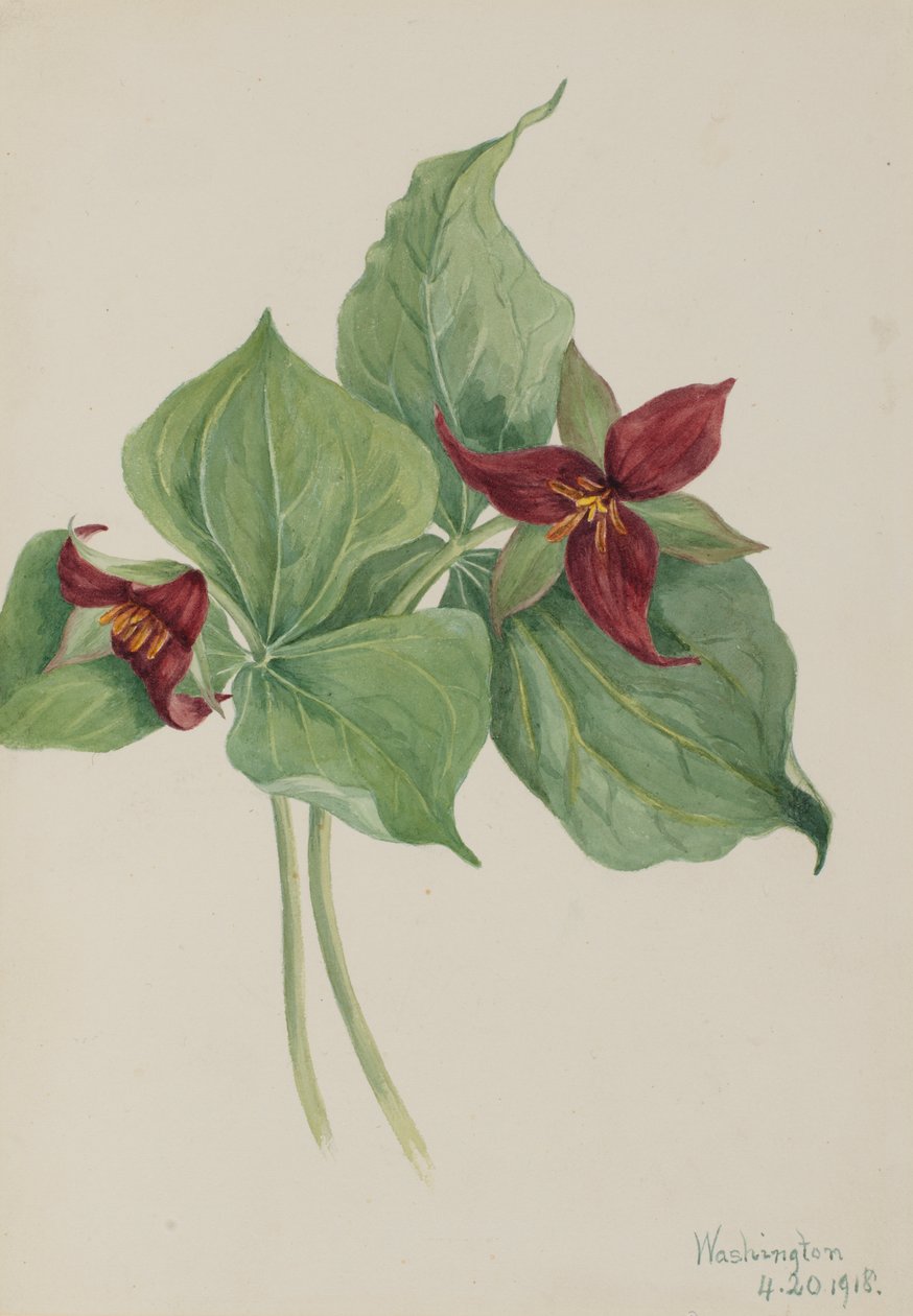 Red Trillium Trillium erguido, 1918 de Mary Vaux Walcott