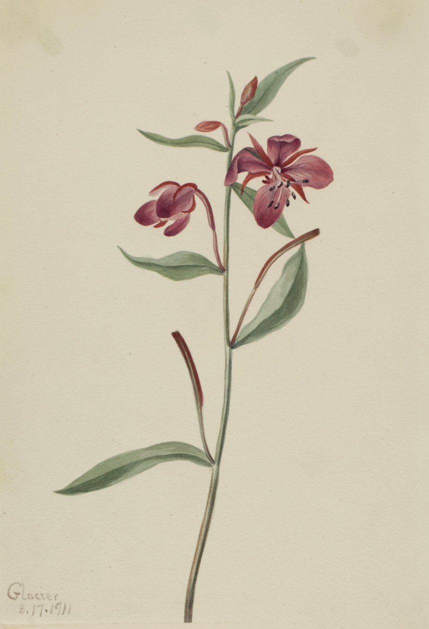 Salgueiro-vermelho (Epilobium latifolium) de Mary Vaux Walcott