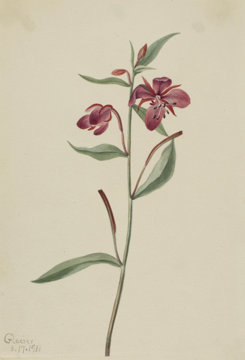 Red Willowweed Epilobium latifolium, 1911. de Mary Vaux Walcott