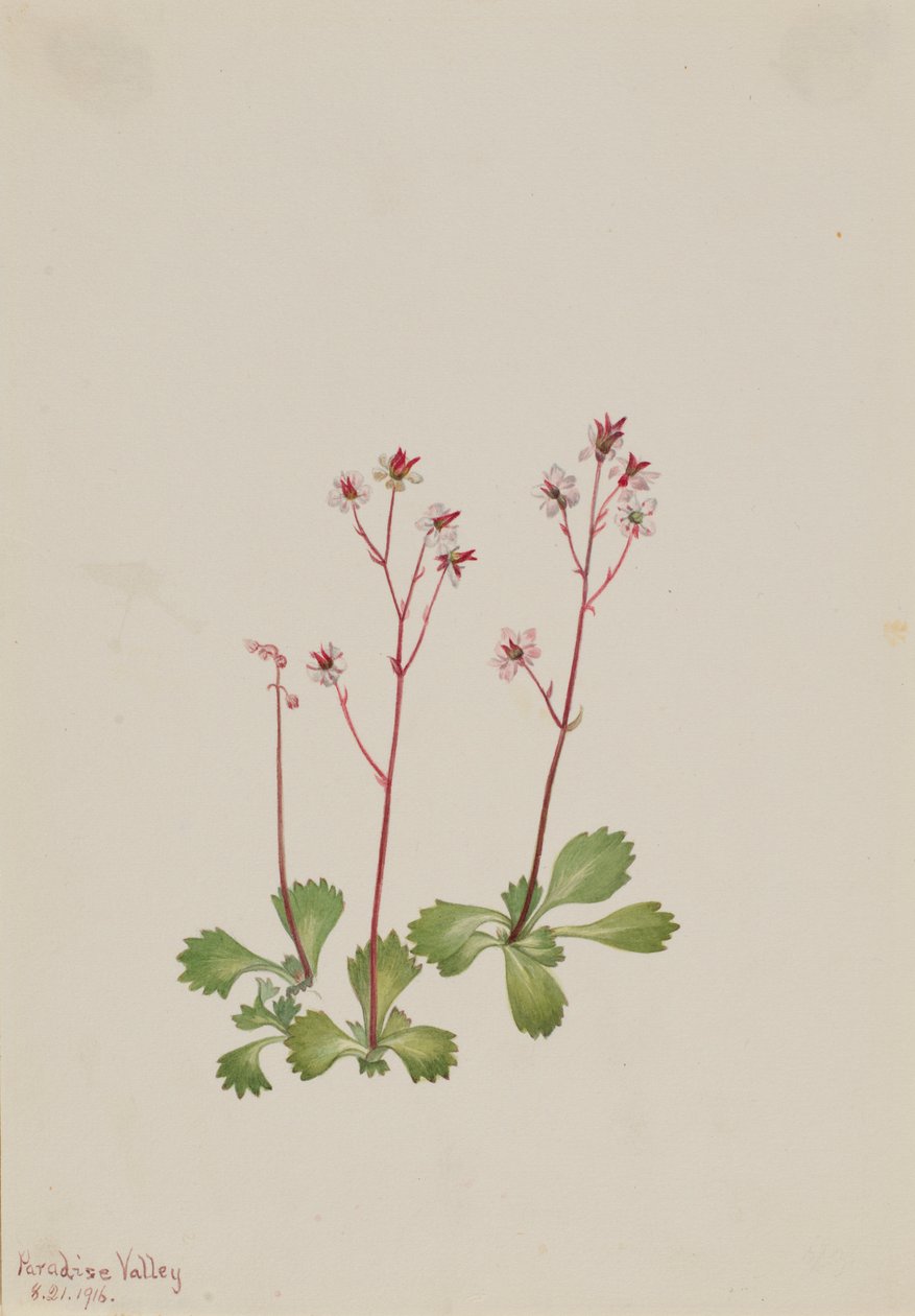 Saxifragem de caule vermelho (Saxifraga lyallii) de Mary Vaux Walcott