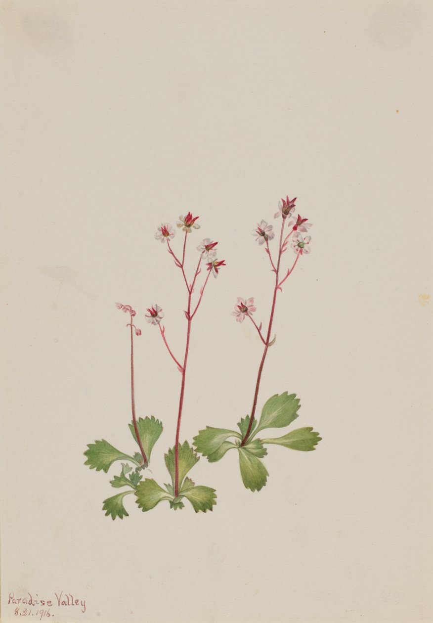 Redstem Saxifrage Saxifraga lyallii, 1916. de Mary Vaux Walcott