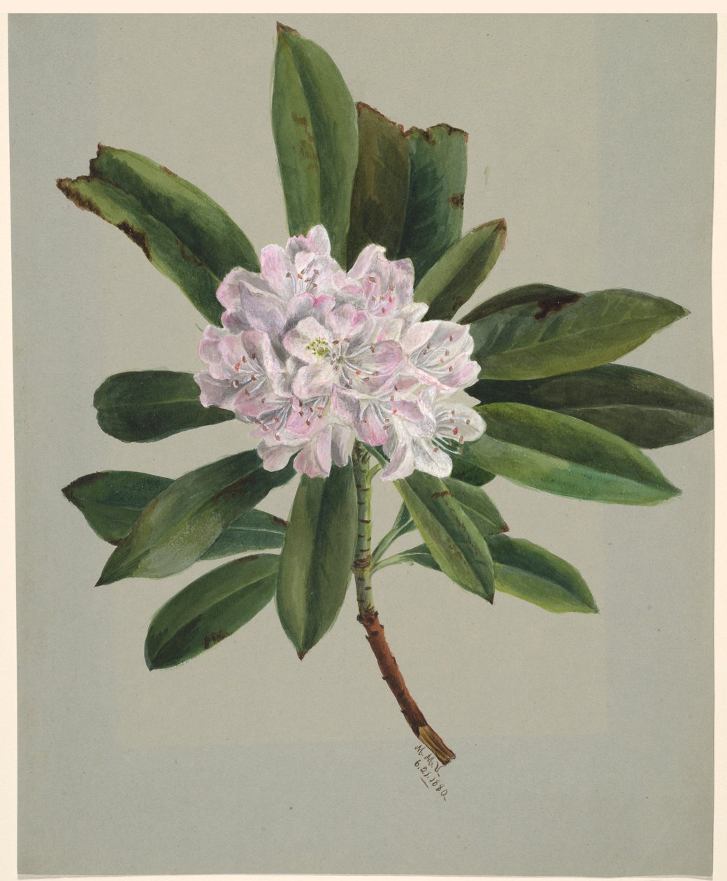 Rododendro (Rhododendron maximum) de Mary Vaux Walcott