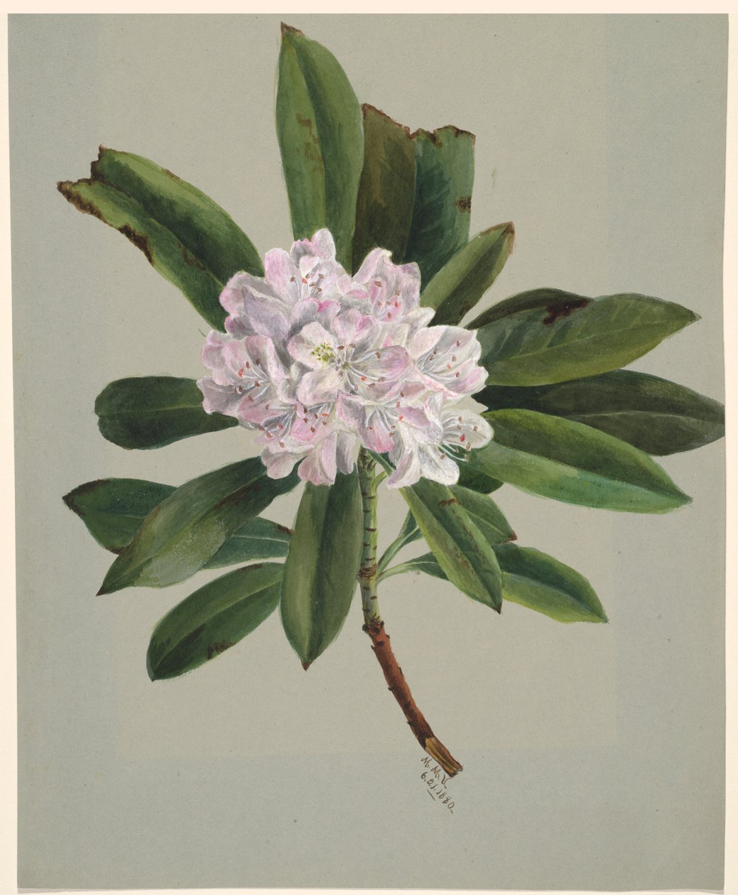 Rhododendron Rhododendron máximo, 1880. de Mary Vaux Walcott