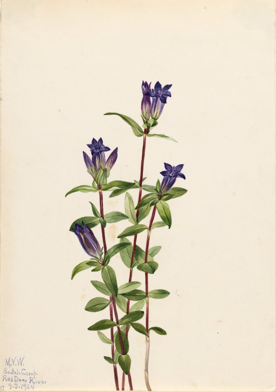 Genciana das margens do rio (Gentiana affinis) de Mary Vaux Walcott