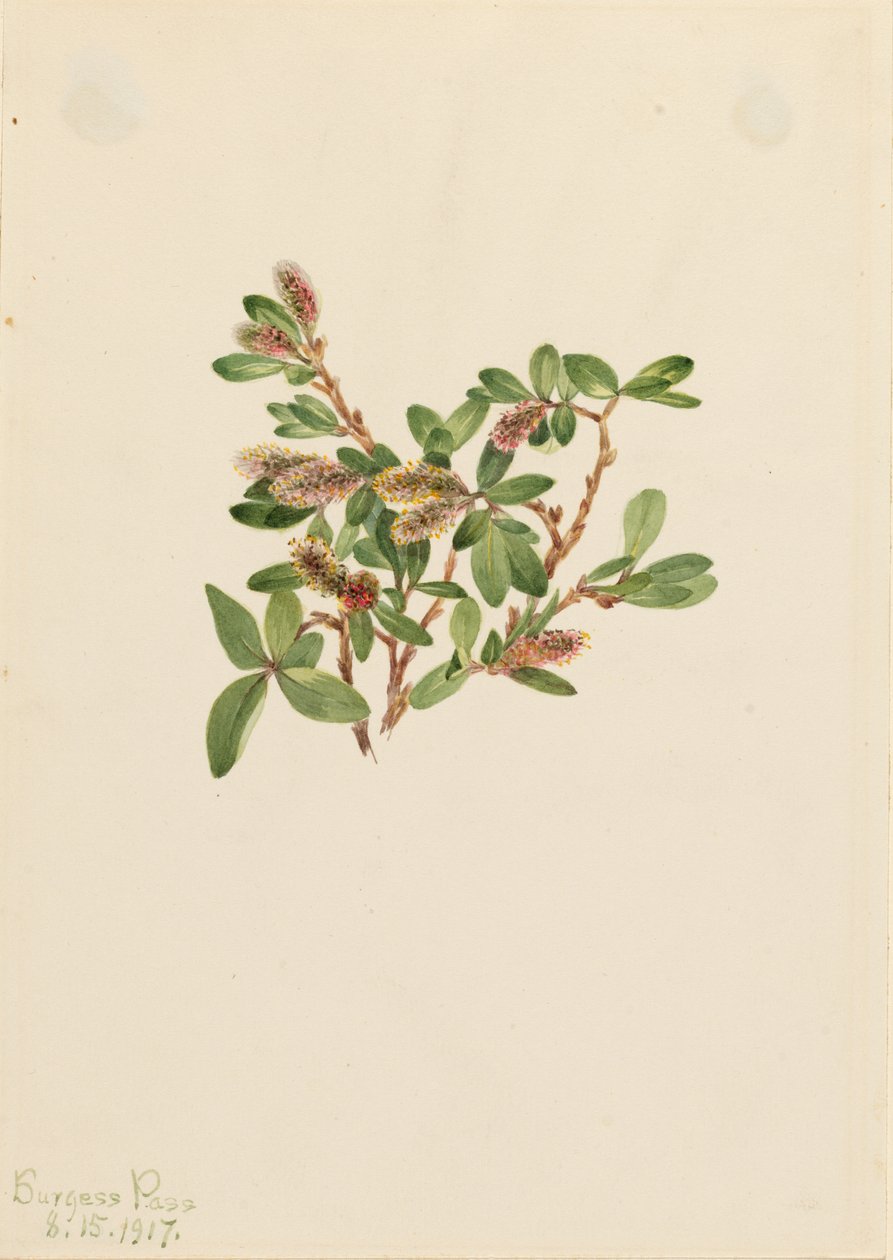 Salgueiro-das-rochas (Salix petrophila) de Mary Vaux Walcott
