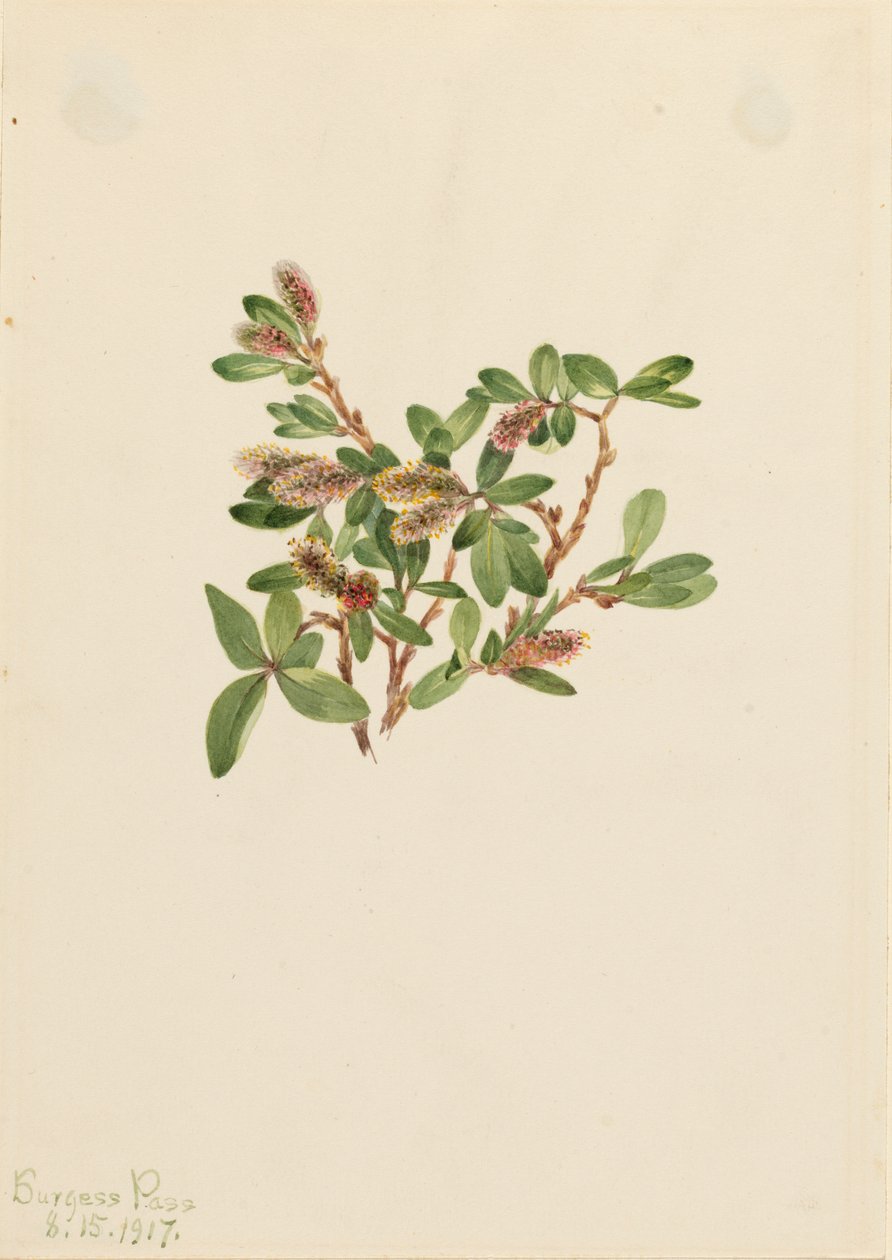 Rock Willow Salix Petrophila, 1917. de Mary Vaux Walcott