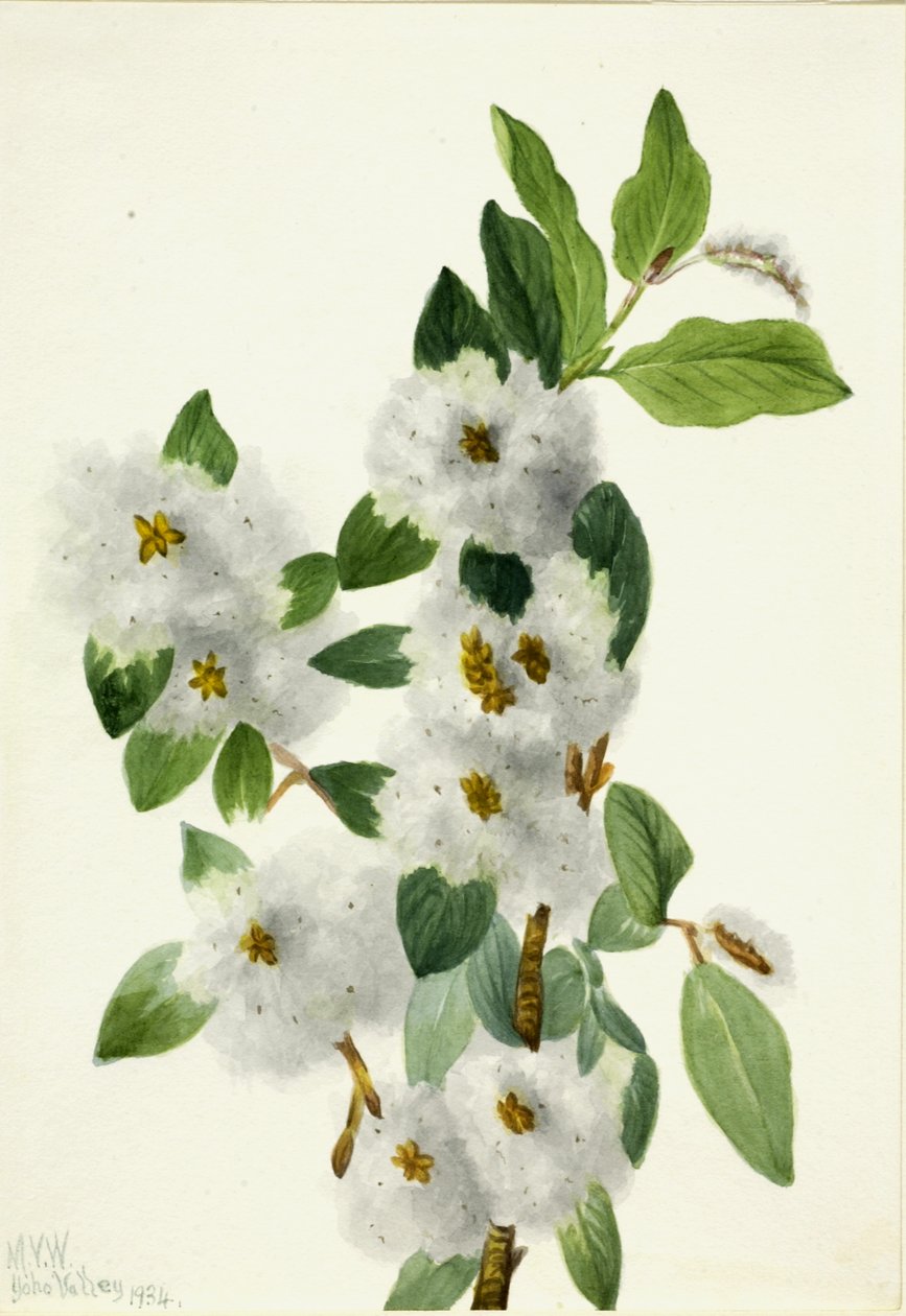Rock Willow Salix vestita, 1934. de Mary Vaux Walcott