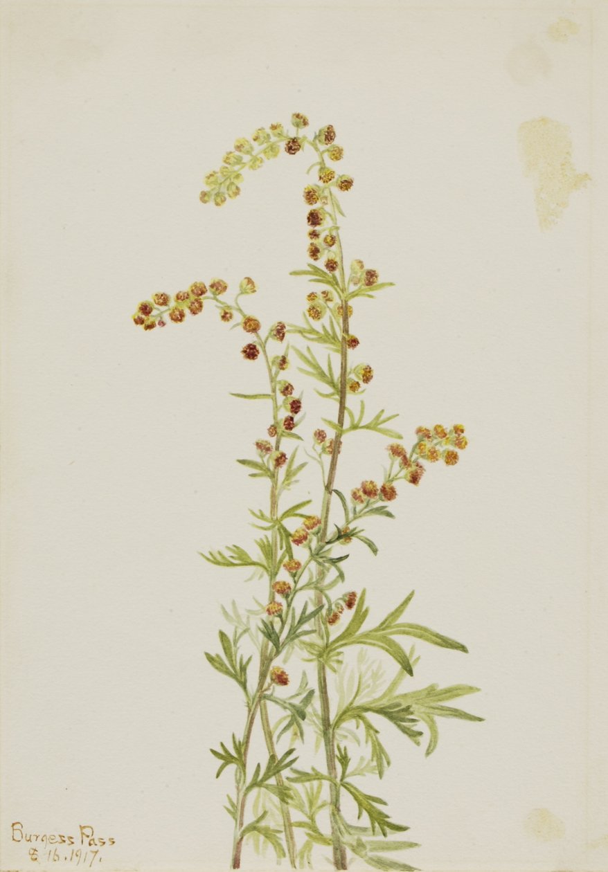 Artemísia (Artemisia discolor) de Mary Vaux Walcott