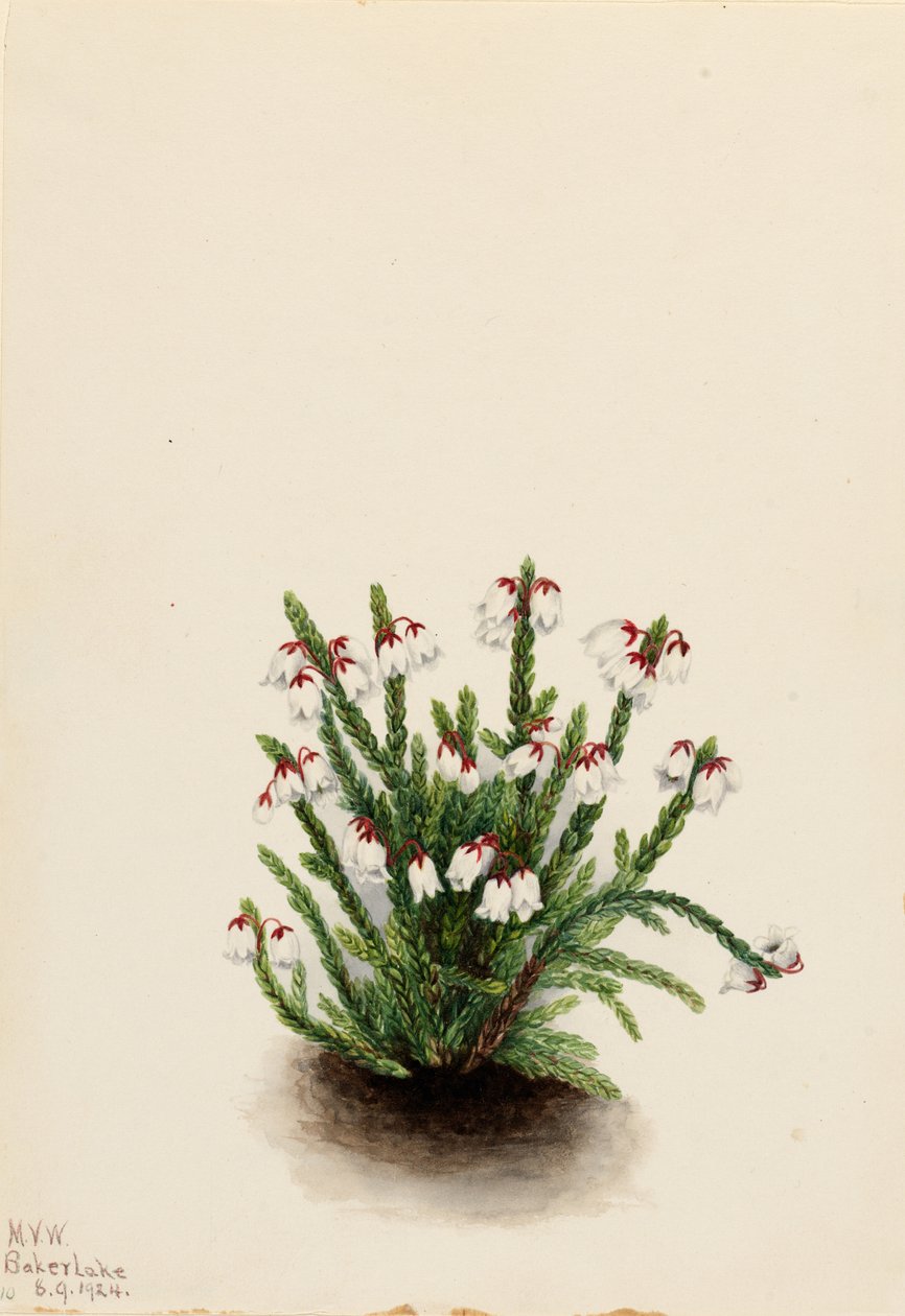 Cassiope das Montanhas Rochosas (Cassiope mertensiana) de Mary Vaux Walcott