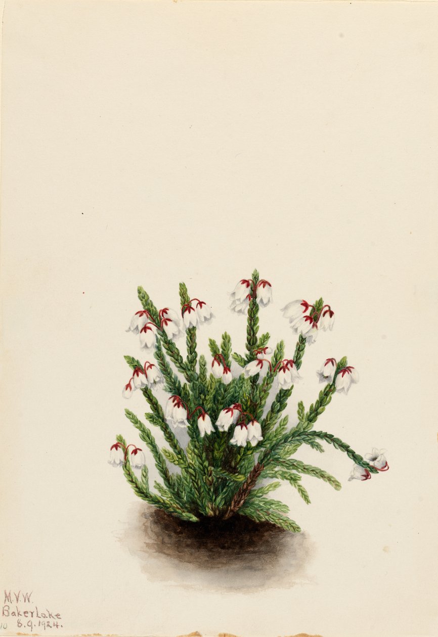 Rocky Mountain Cassiope Cassiope mertensiana, 1924. de Mary Vaux Walcott