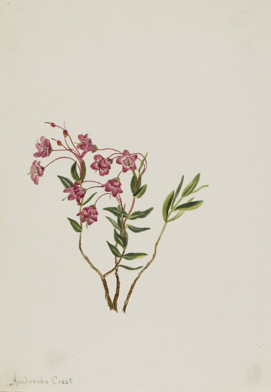 Kalmia das Montanhas Rochosas (Kalmia microphylla) de Mary Vaux Walcott