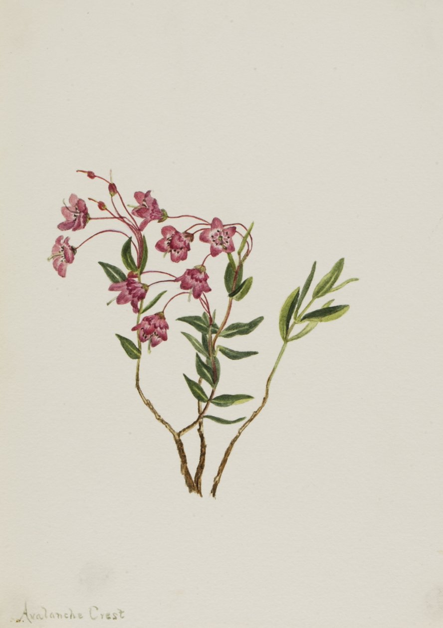 Rocky Mountain Kalmia Kalmia microphylla, n.d. de Mary Vaux Walcott