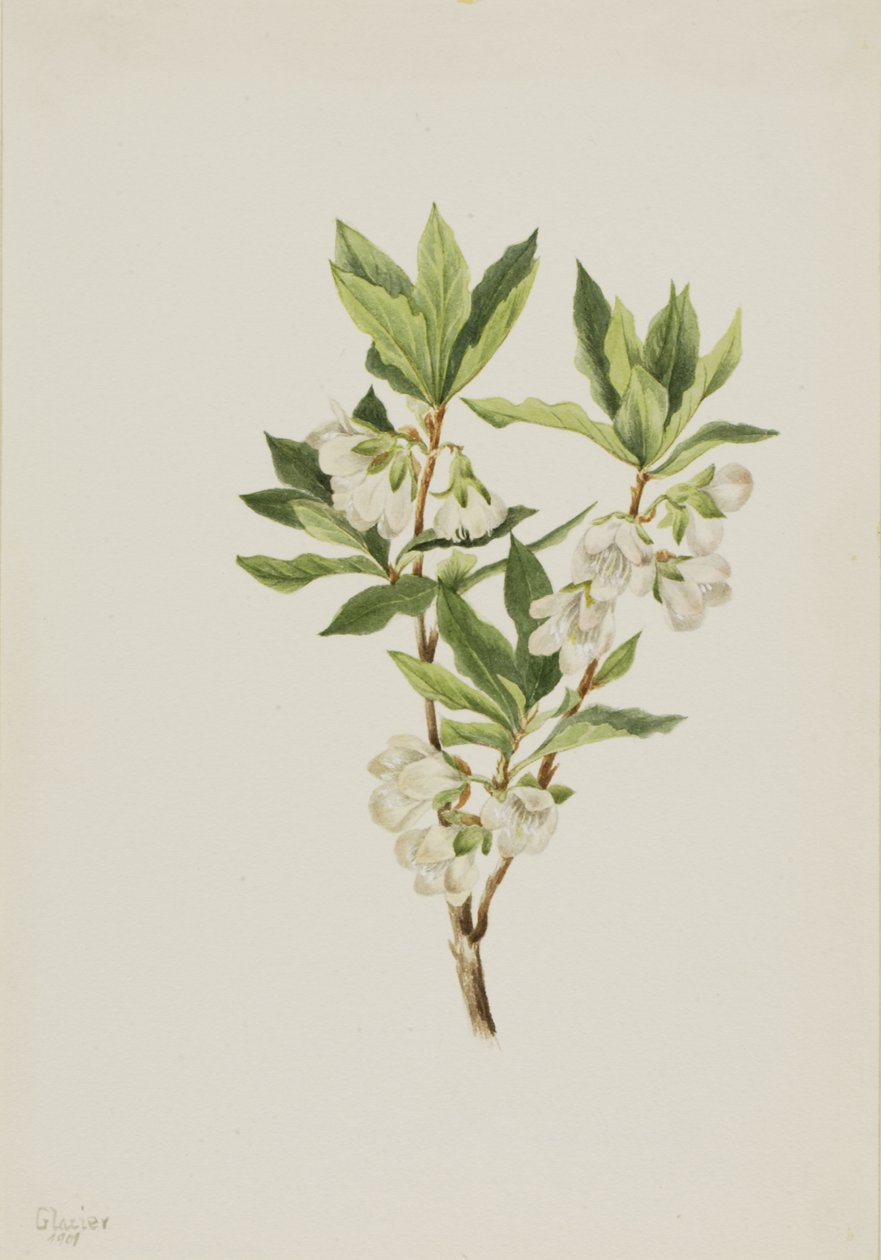 Rocky Mountain Rhododendron Rhododendron albiflorum, 1901. de Mary Vaux Walcott