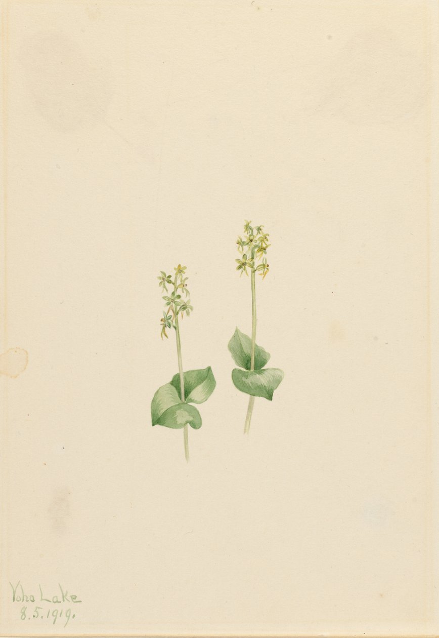 Ophrys necrophylla (Ophrys necrophylla) de Mary Vaux Walcott