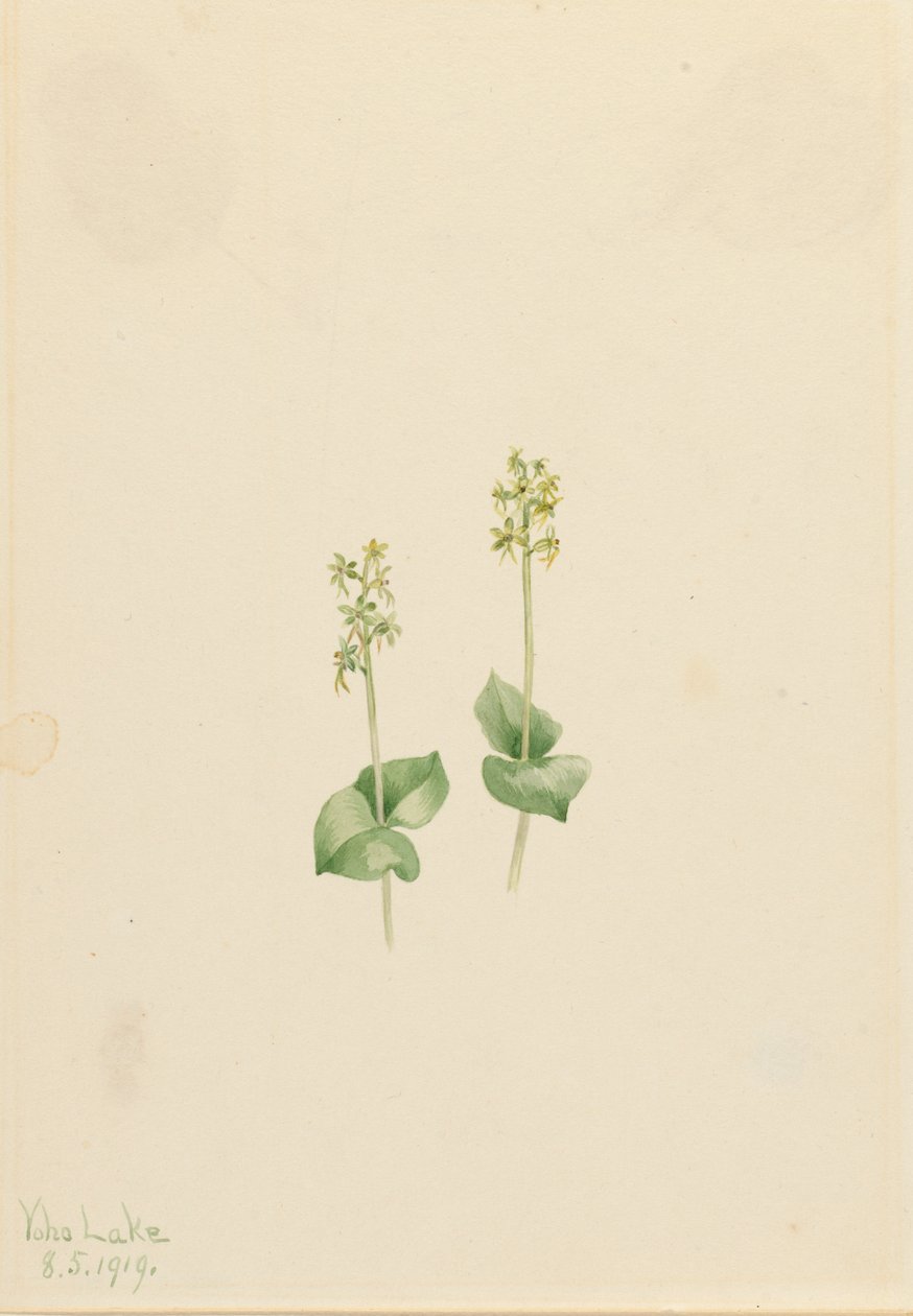 Rocky Mountain Twayblade Ophrys necrophylla, 1919. de Mary Vaux Walcott