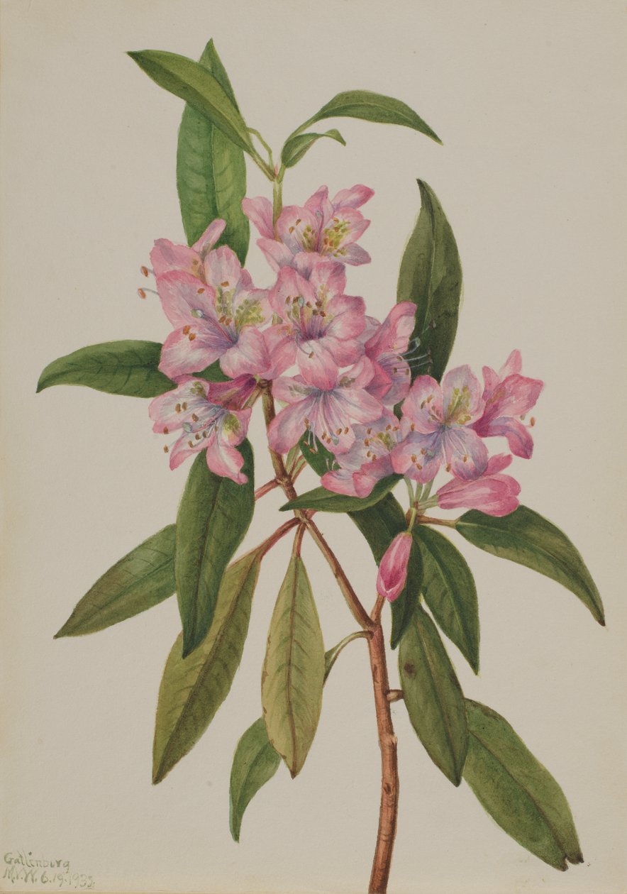 Rose-Bay Rhododendron Rhododendron carolinianum, 1932. de Mary Vaux Walcott