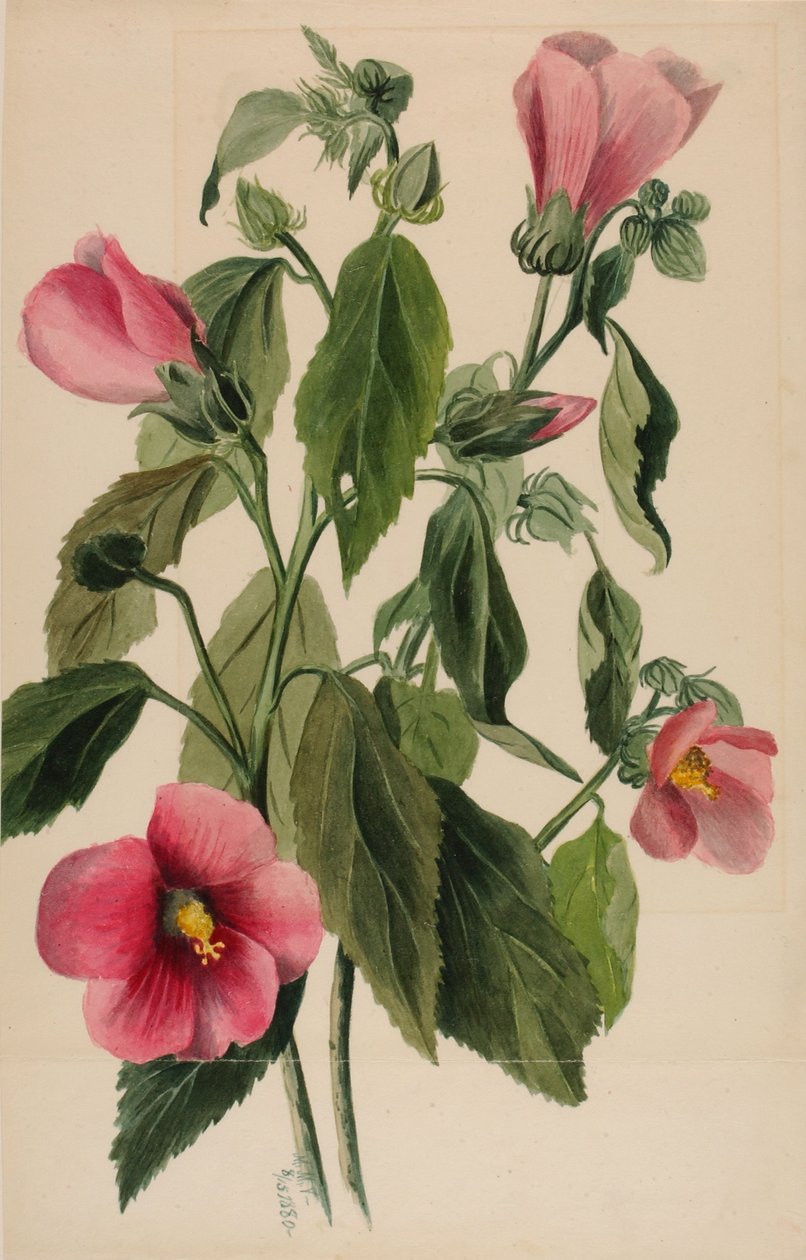 Genciana-rosa (Sabbatia angularis) de Mary Vaux Walcott