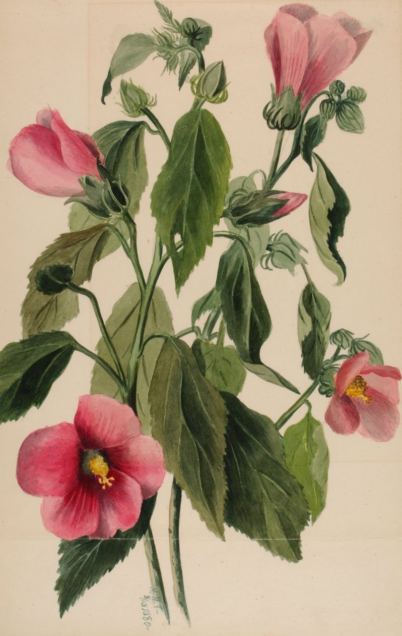 Rose Gentian Sabbatia angularis, 1880. de Mary Vaux Walcott
