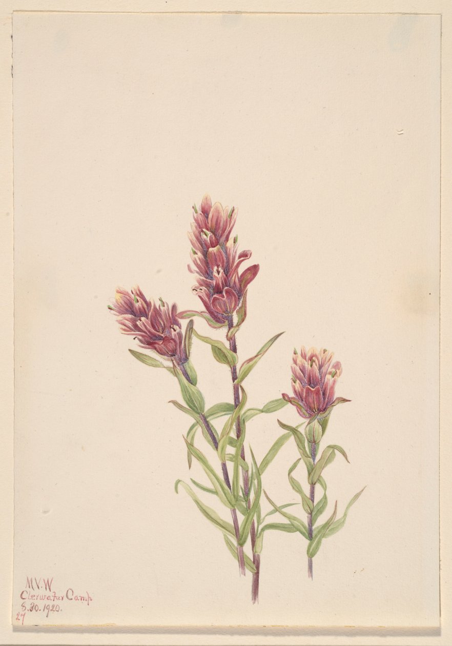 Roseira (Castilleja pallida) de Mary Vaux Walcott