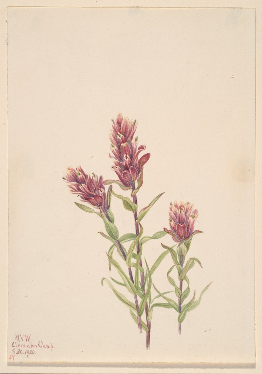 Rose Paintbrush Castilleja pallida, 1920. de Mary Vaux Walcott