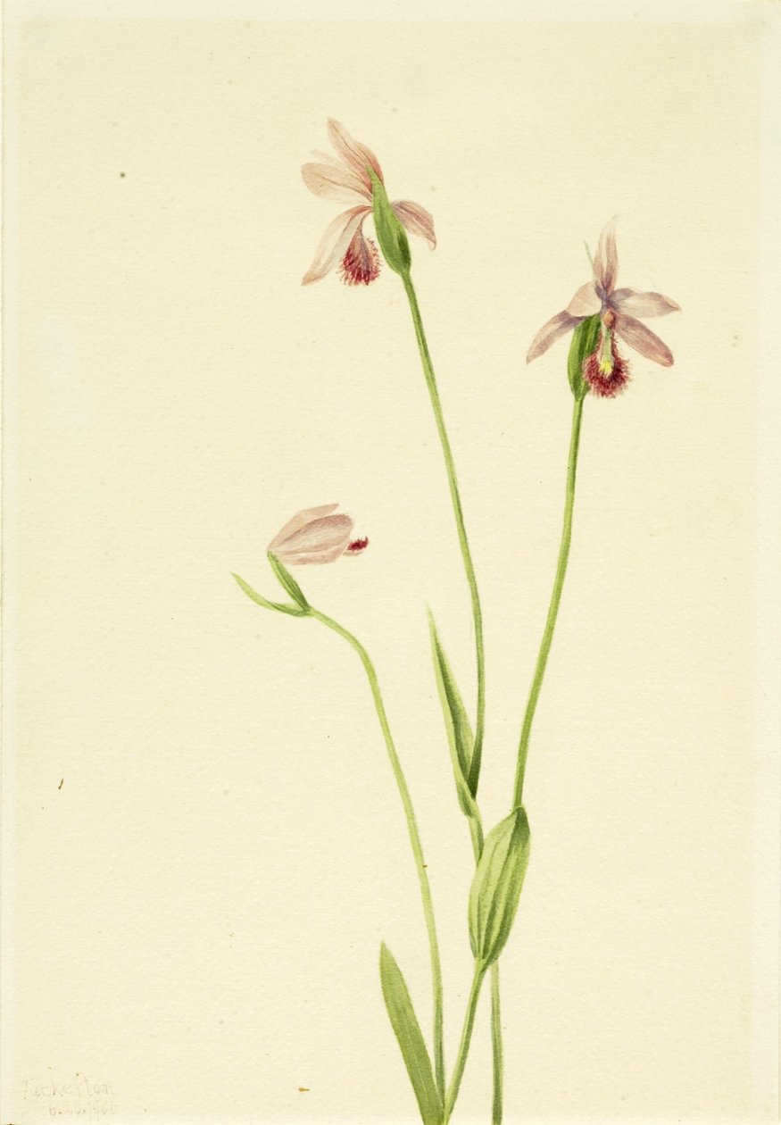 Rosas de Pogónia (Pogonia ophioglossoides) de Mary Vaux Walcott
