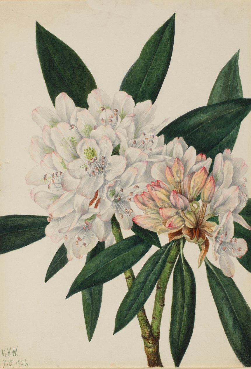 Rosebay Rhododendron Rhododododendron máximo, 1926. de Mary Vaux Walcott