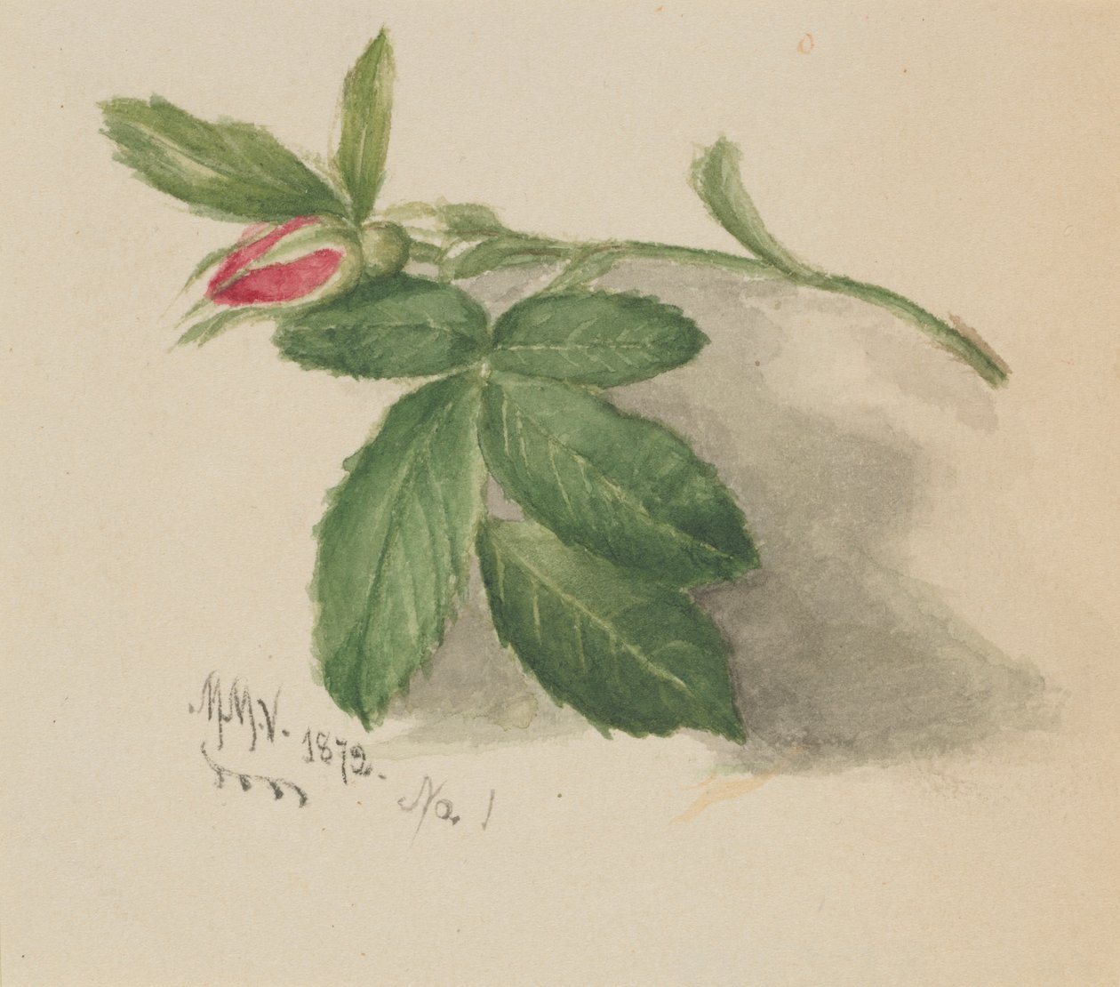 Botão de rosa de Mary Vaux Walcott