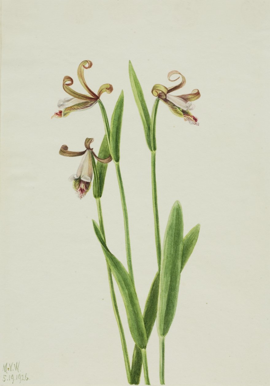 Rosebud Orchid Pogonia divaricata, 1926. de Mary Vaux Walcott