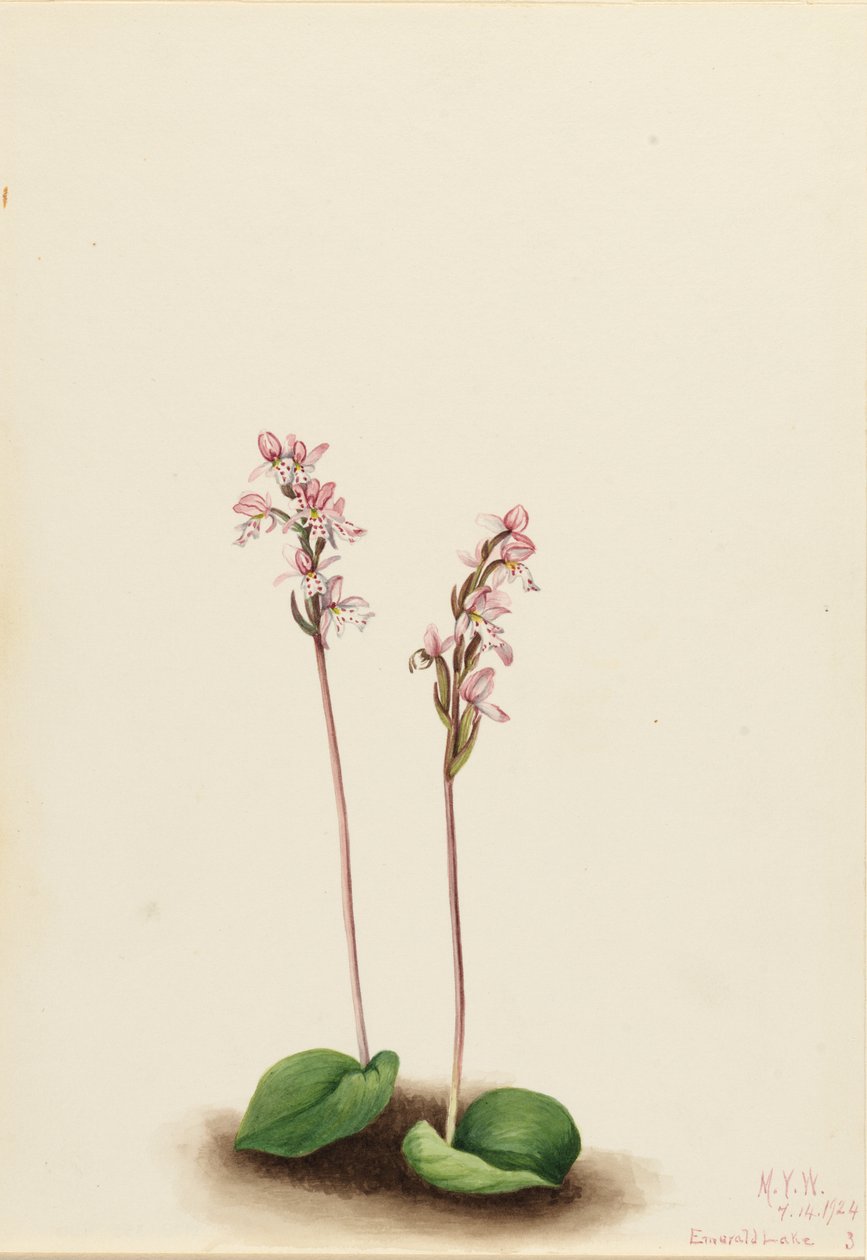 Orquídea de folha redonda (Orchis rotundifolia) de Mary Vaux Walcott
