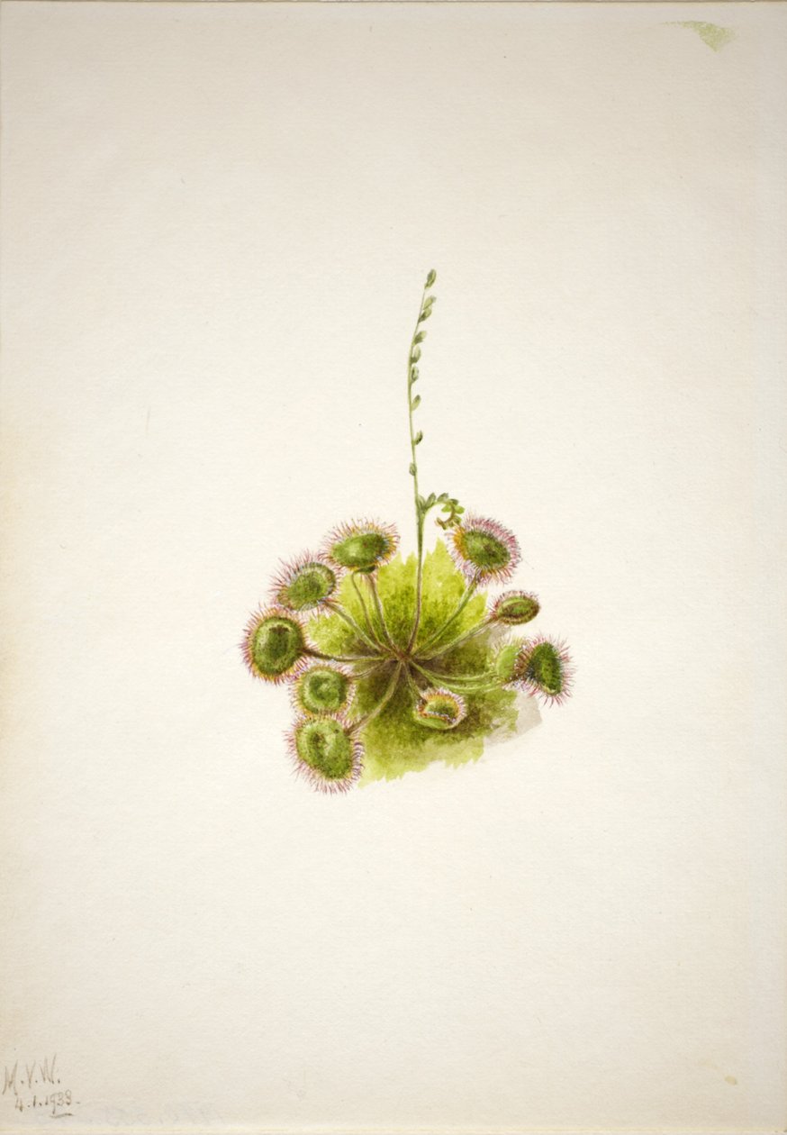 Dedaleira-de-folha-redonda (Drosera rotundifolia) de Mary Vaux Walcott