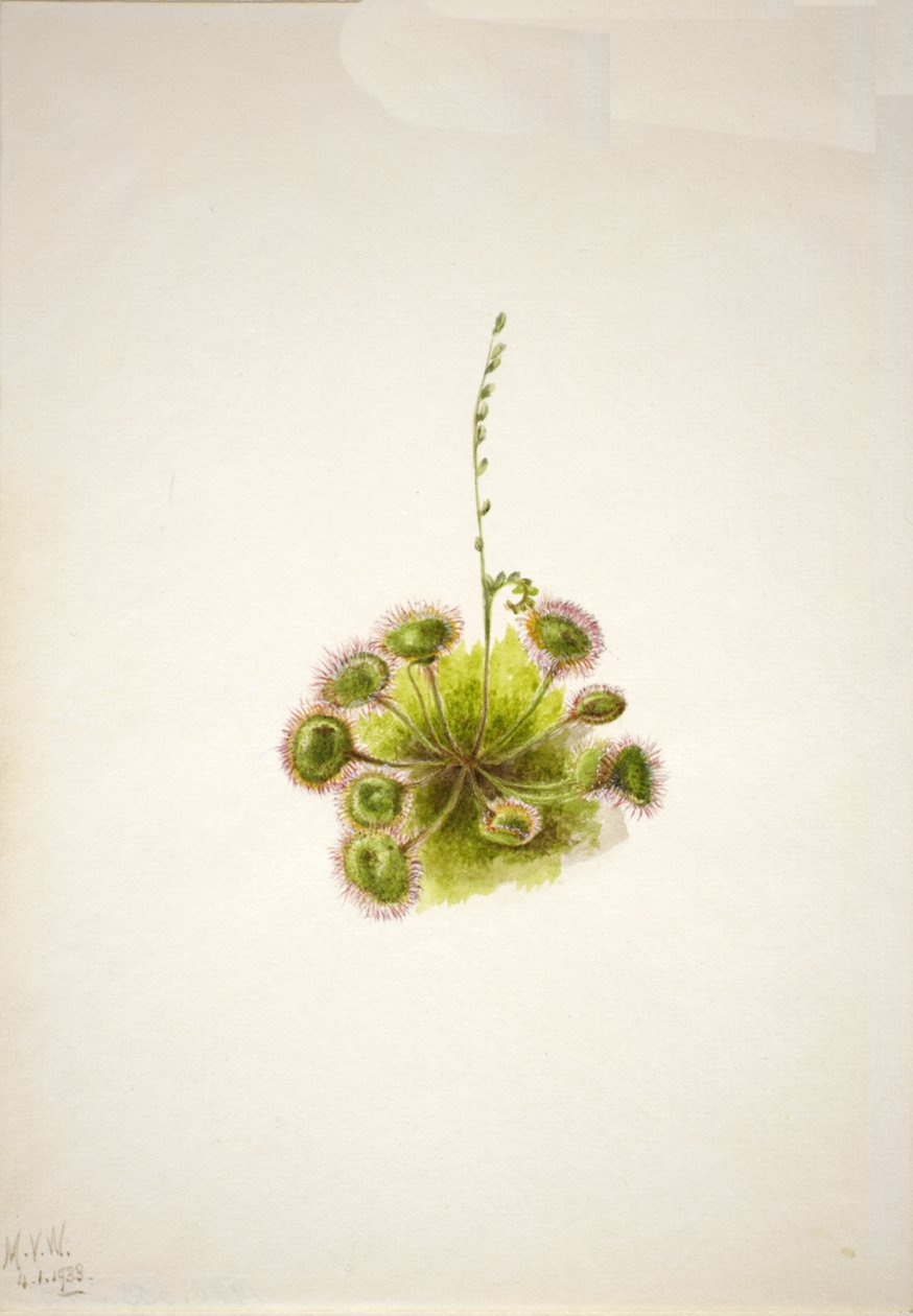 Roundleaf Sundew Drosera rotundifolia, 1933. de Mary Vaux Walcott
