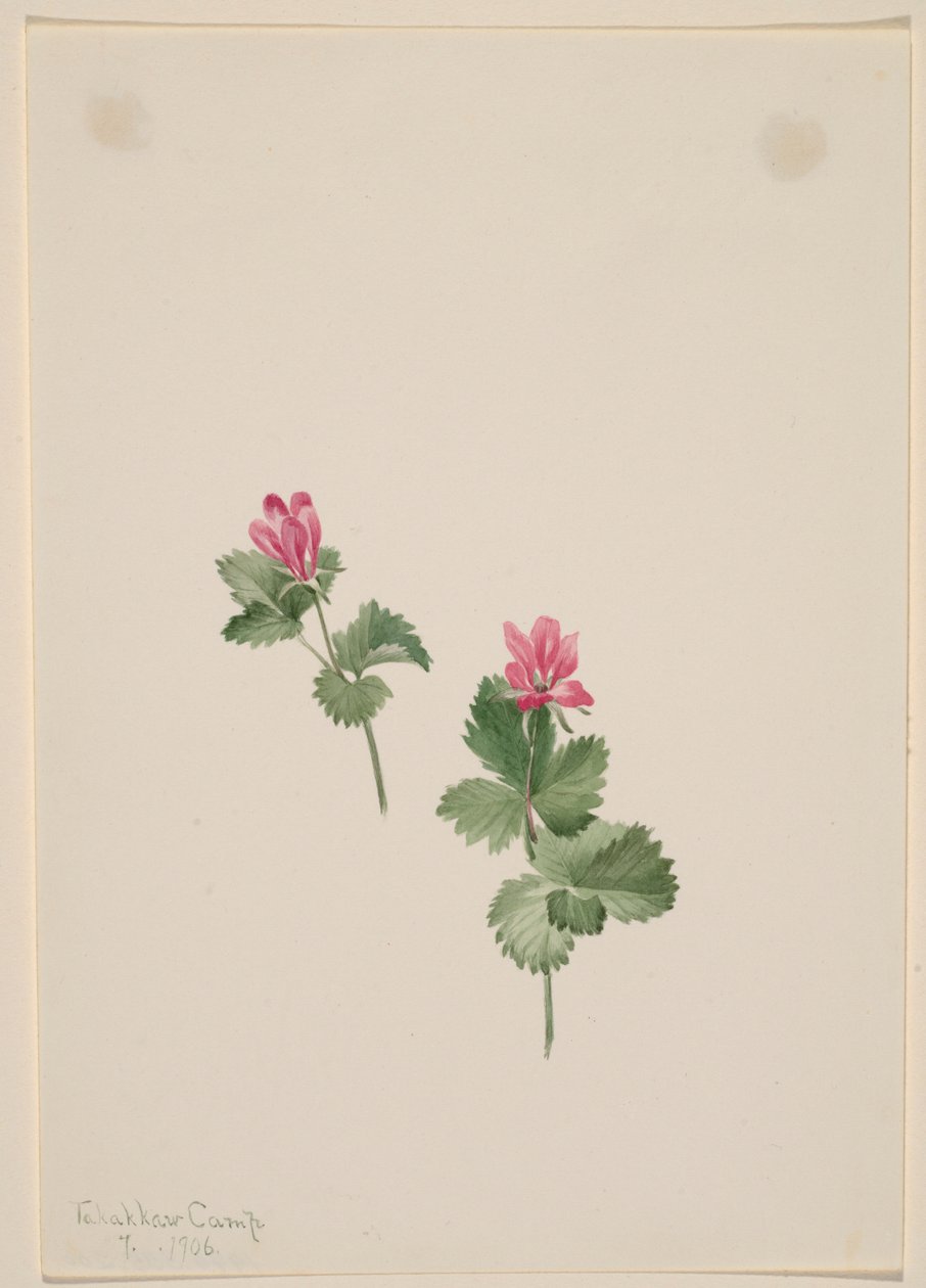 Rubus articus de Mary Vaux Walcott